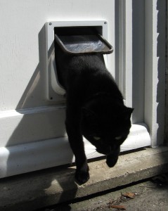 black cat emerging from pet door